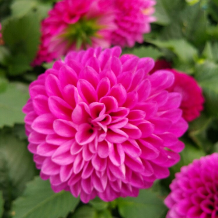 Plant image Dahlia 'Boy Scout'