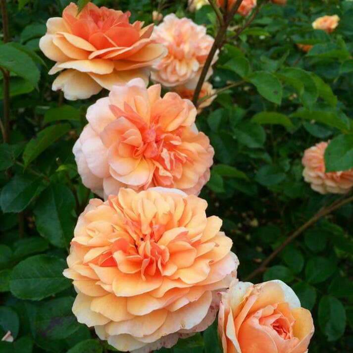 Plant image Rosa 'Wekvossutono' syn. Rosa 'Julia Child', Rosa 'Absolutely Fabulous', Rosa 'Soul Mate', Rosa 'Jirina Bohdalova', Rosa 'Anisade'