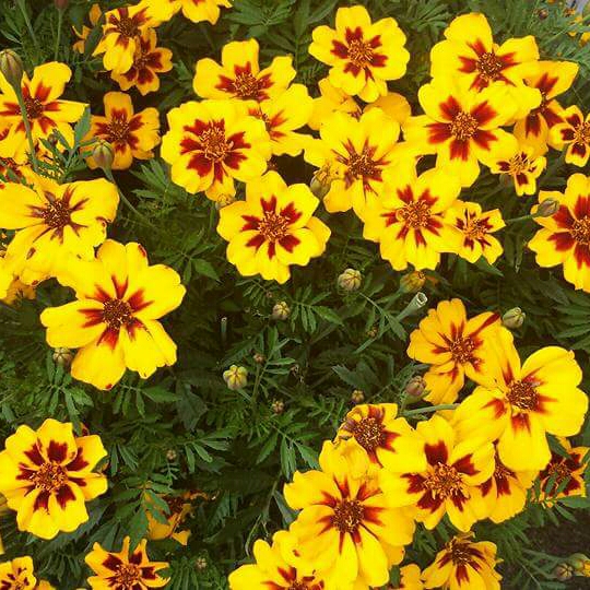 Plant image Tagetes patula 'Naughty Marietta'