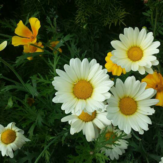 plant image 188090