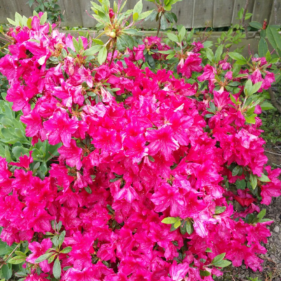plant image 88965