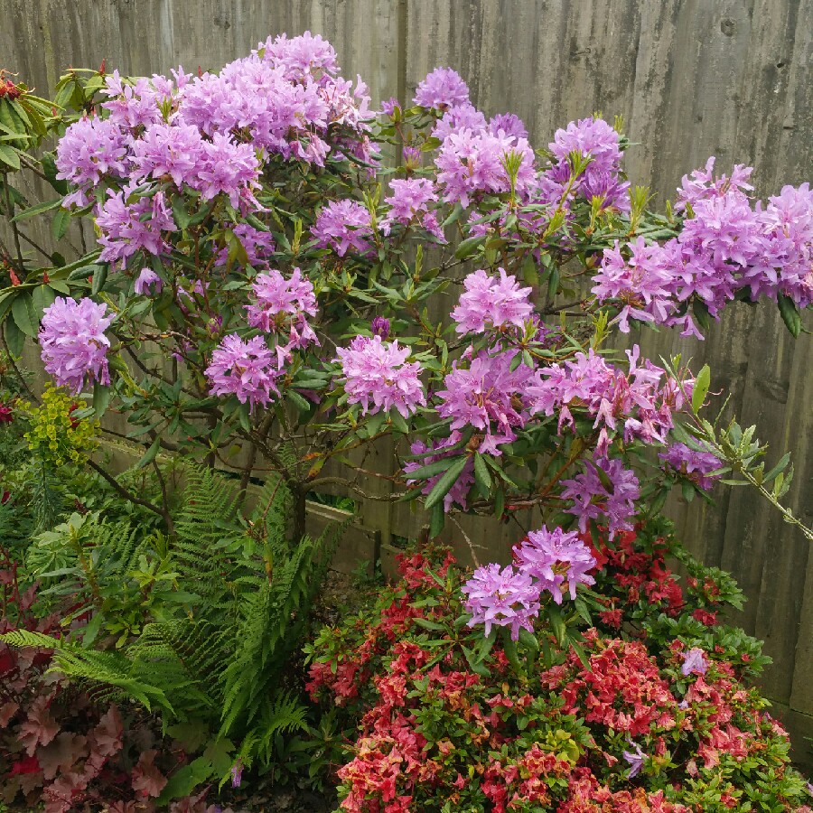 Plant image Rhododendron Yakushimanum 'Schneekrone'