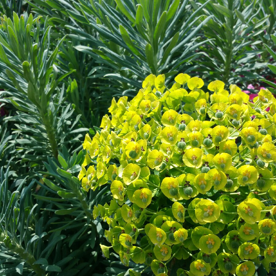Euphorbia characias subsp. wulfenii syn. Euphorbia wulfenii