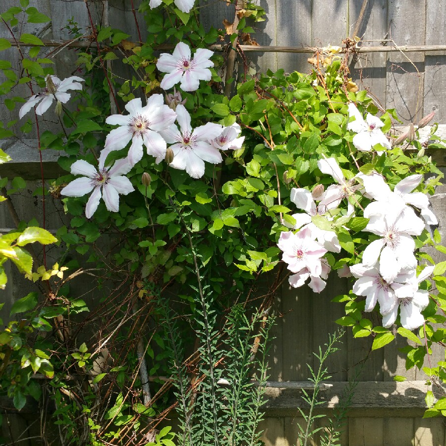 Plant image Clematis 'Paradise Queen'