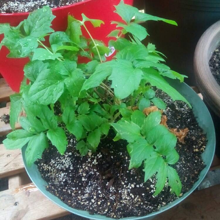 Plant image Valeriana officinalis