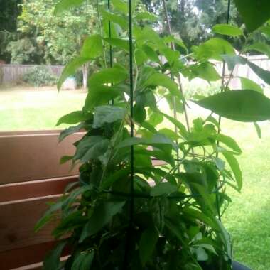 Goji Berry
