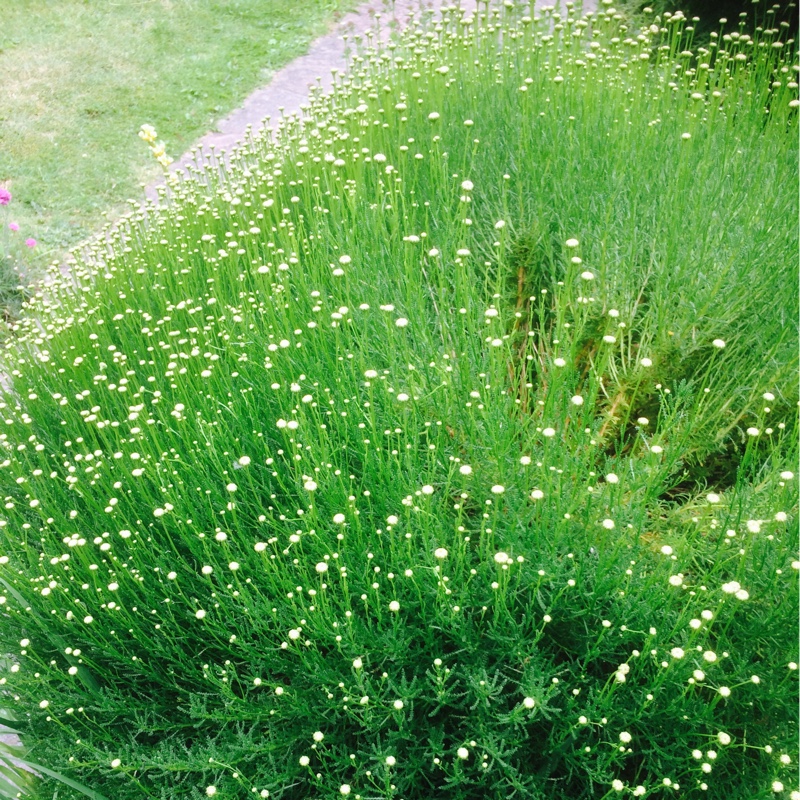 Surinder's garden