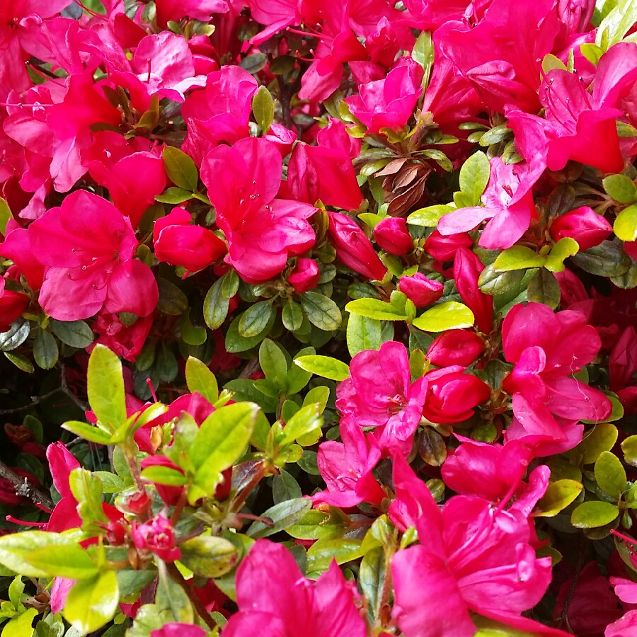 Plant image Rhododendron japonica 'Silver Queen'
