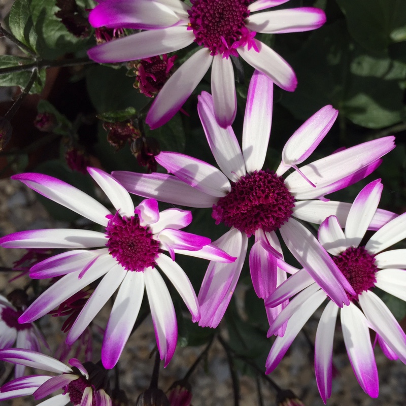 Susan's garden