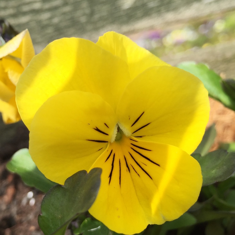 Susan's garden