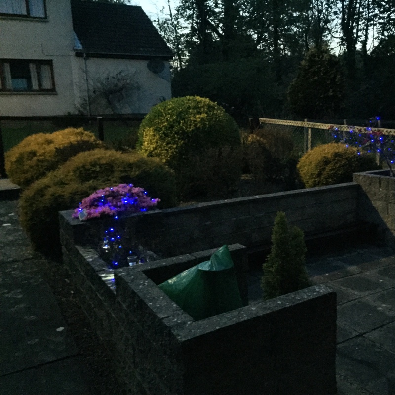 Susan's garden