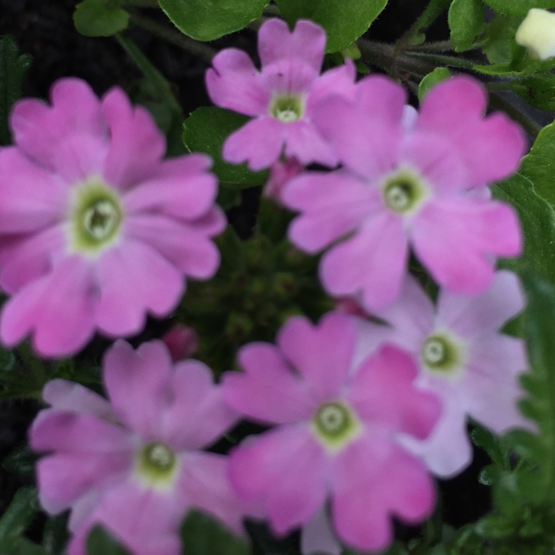 Susan's garden