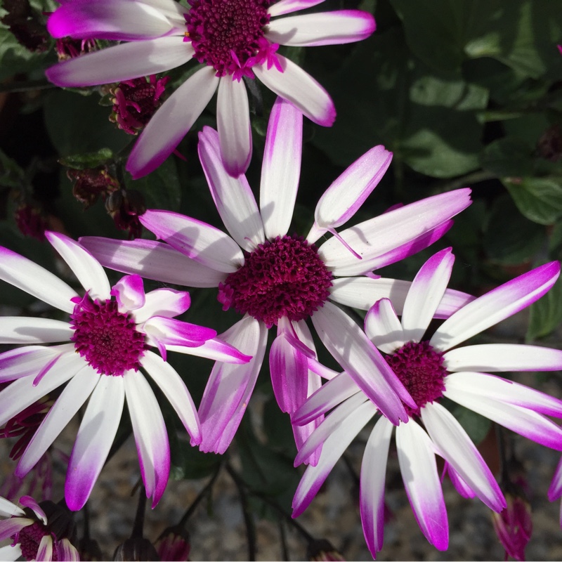 Susan's garden