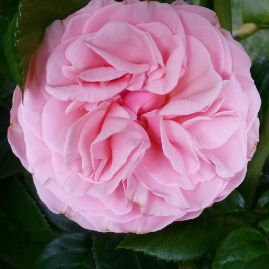 Plant image Rhododendron 'Kermesinum Rose'