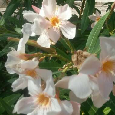 Susan's garden