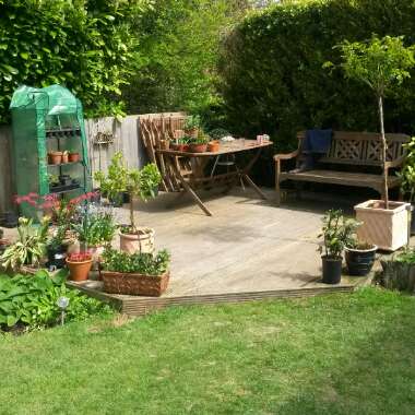 Susan's garden