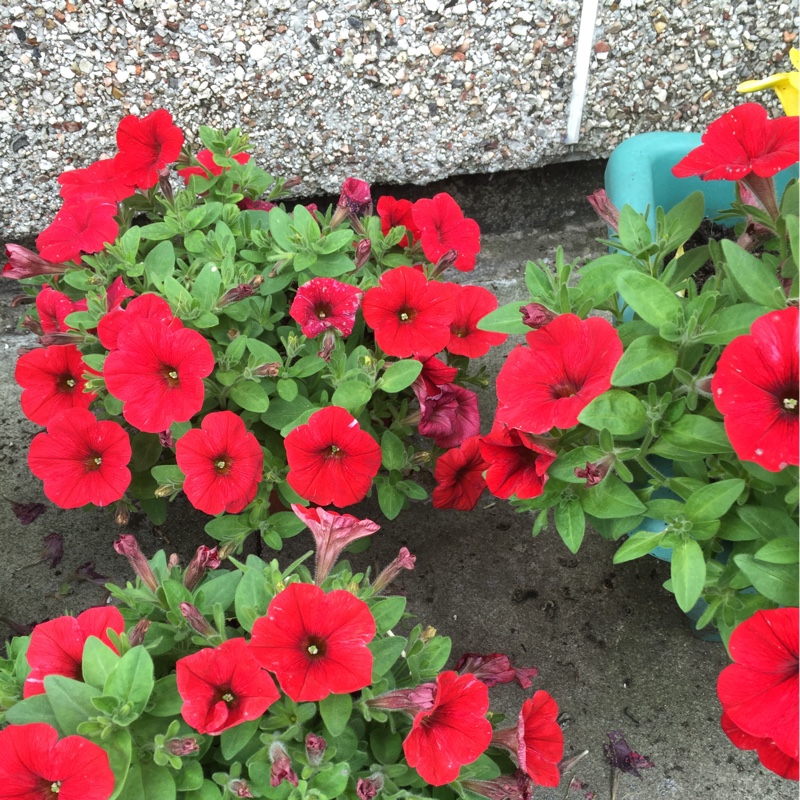 susan's garden