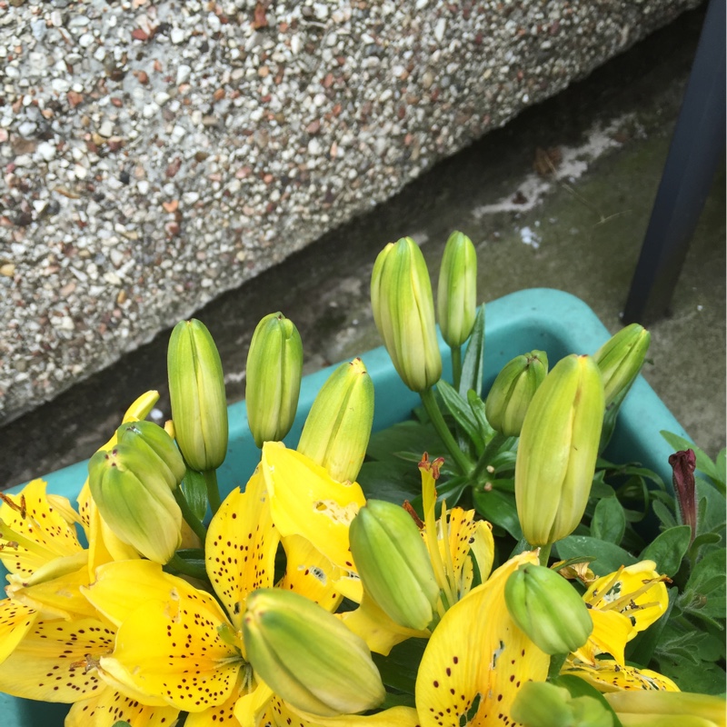 susan's garden