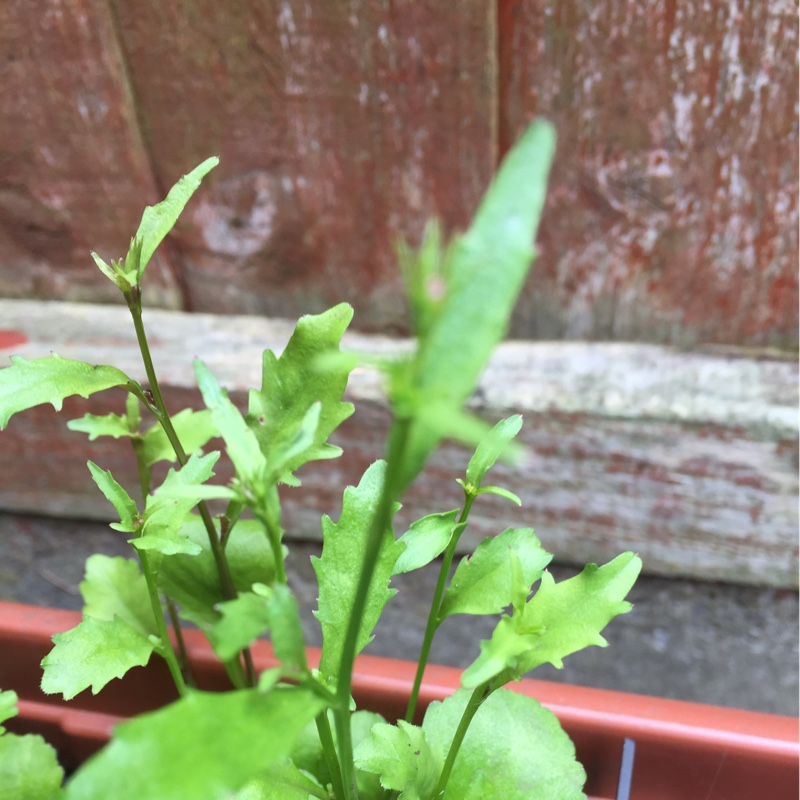 susan's garden