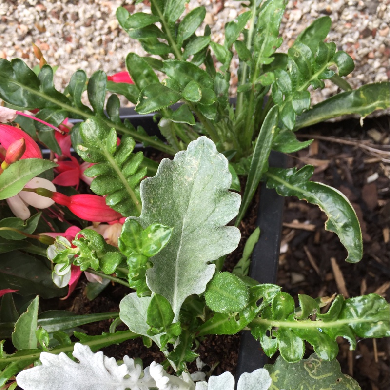 susan's garden