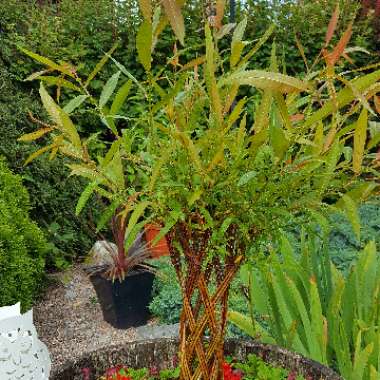 Salix