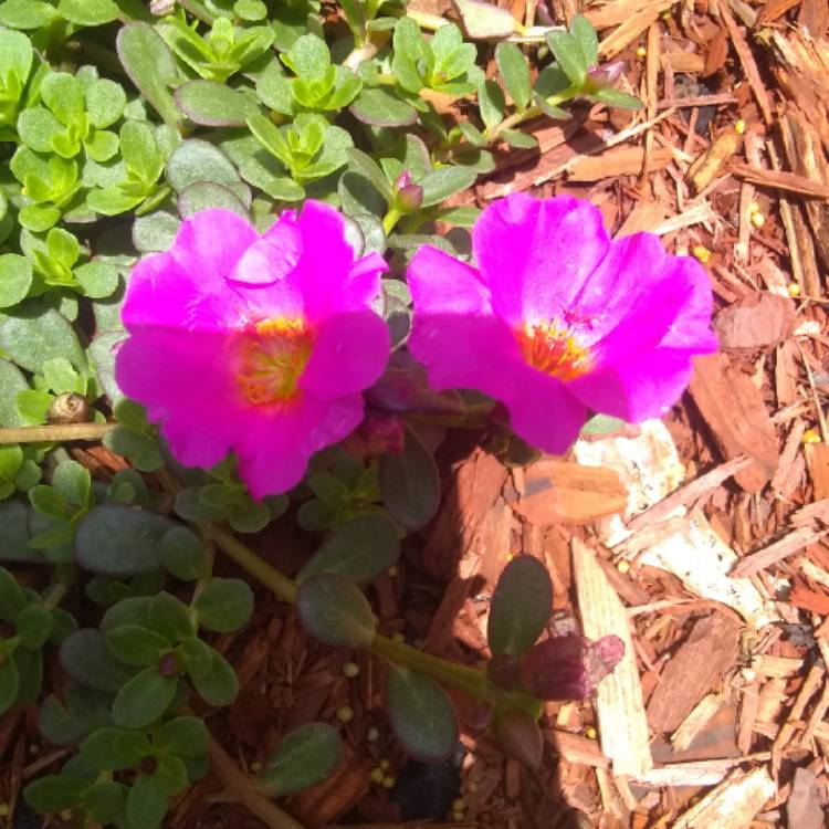 Plant image Portulaca grandiflora 'Sundial Fuchsia'