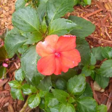 Catharanthus roseus syn. Vinca Rosea 'Grape Cooler'