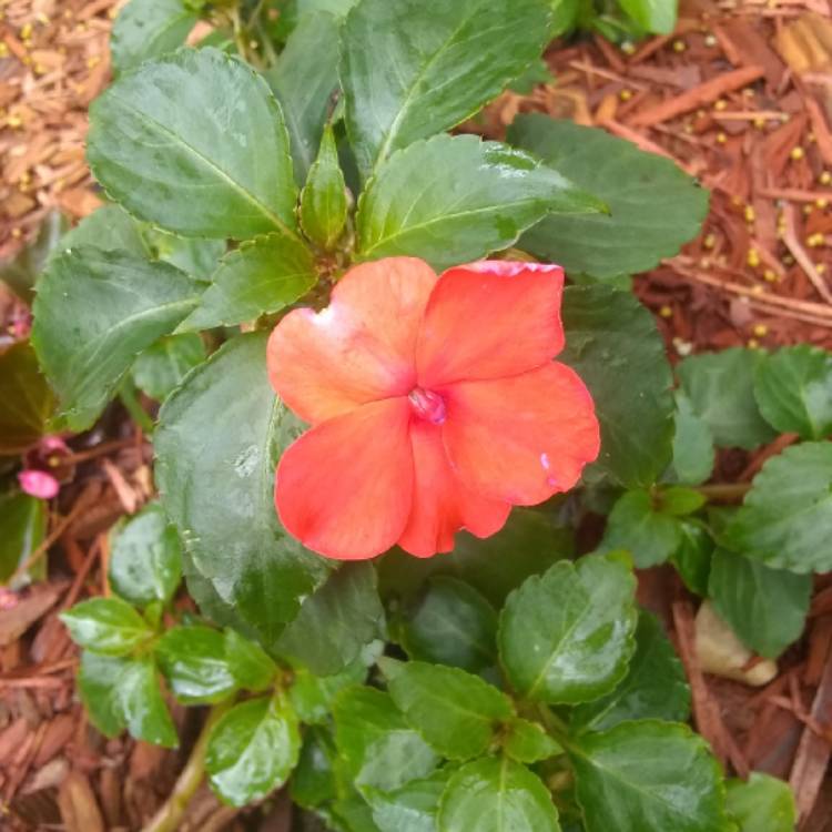 plant image 1299220