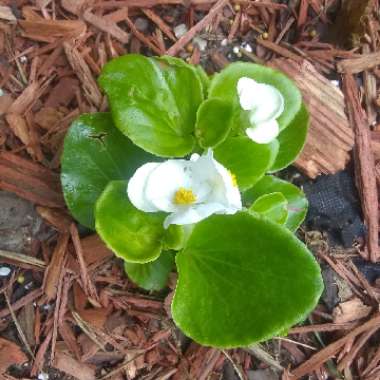 Begonia (Semperflorens Cultorum Group)  syn. Begonia semperflorens
