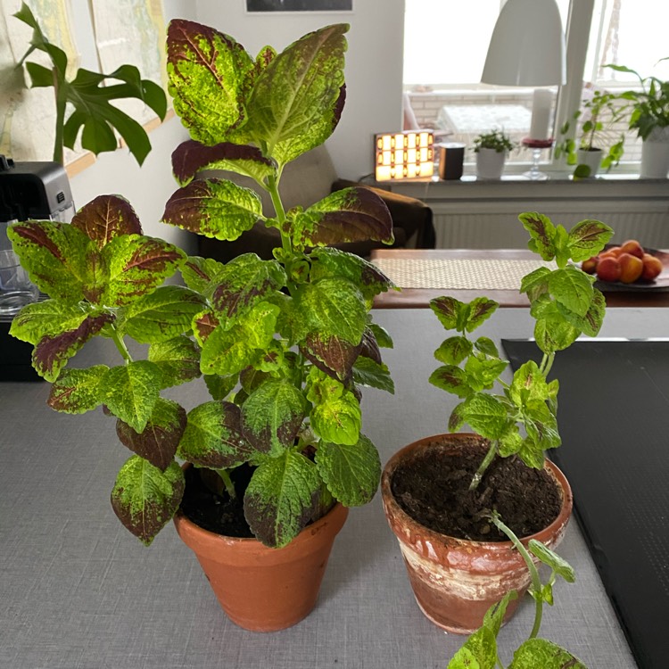 plant image 1248561