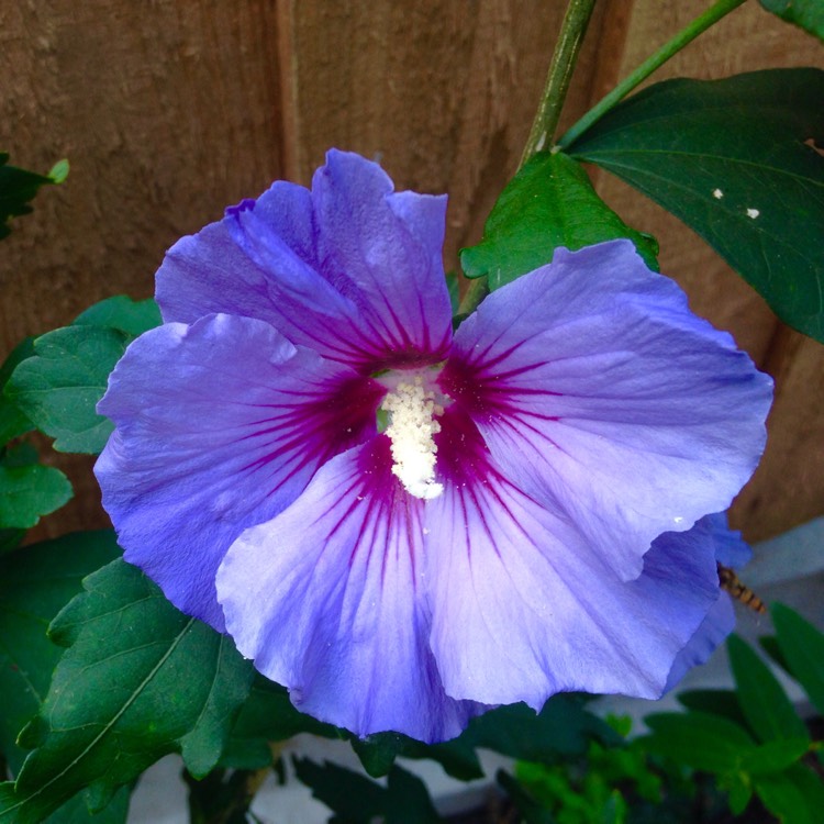 Hibiscus syriacus 'Blue Chiffon', Rose Of Sharon 'Blue Chiffon ...