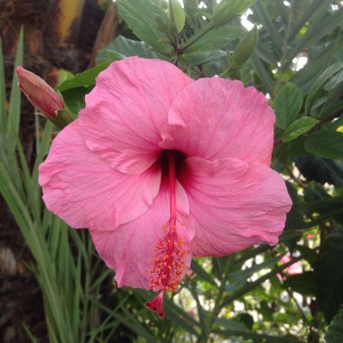 Hibiscus