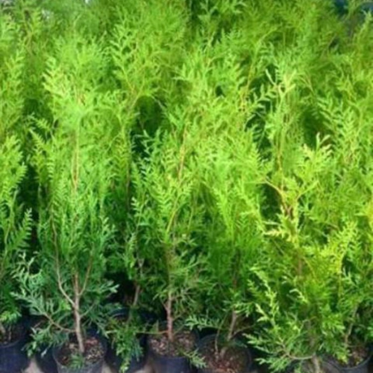 Plant image Thuja occidentalis 'Emerald Green'