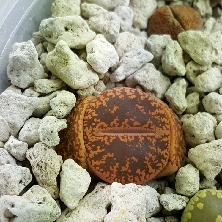 plant image 1011508