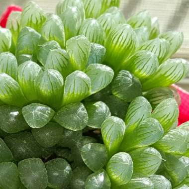 Haworthia Cooperi