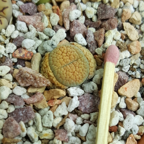 plant image 1018374 plant image 1018374