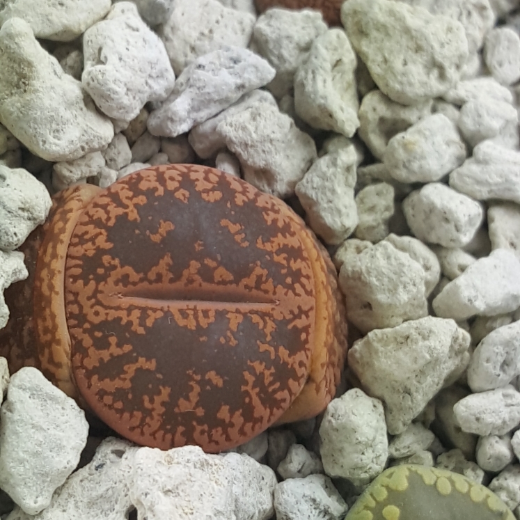 plant image 1019361