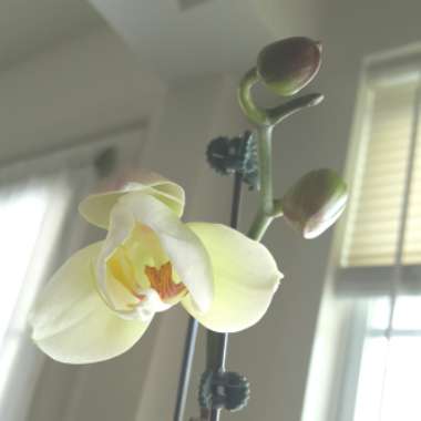 Phalaenopsis 'White'