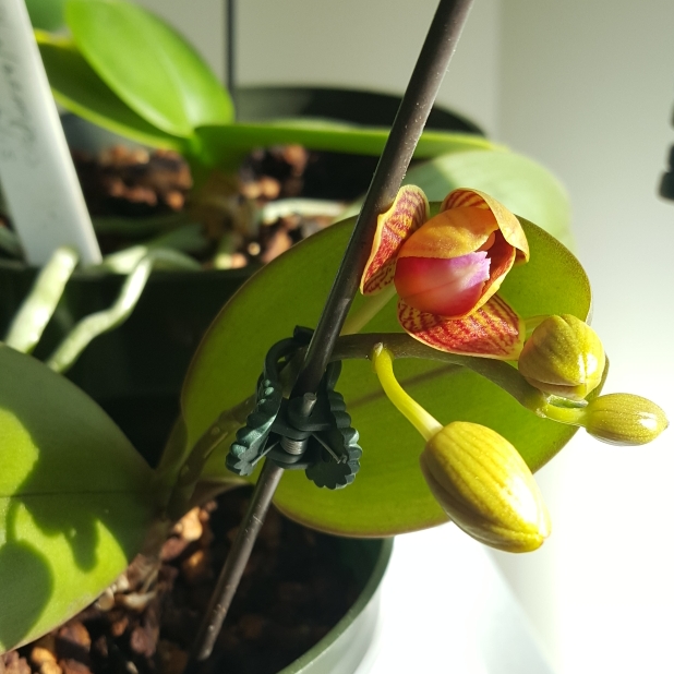 plant image 1067165 plant image 1067165
