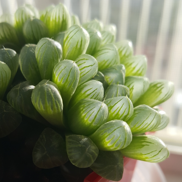 plant image 1067169 plant image 1067169