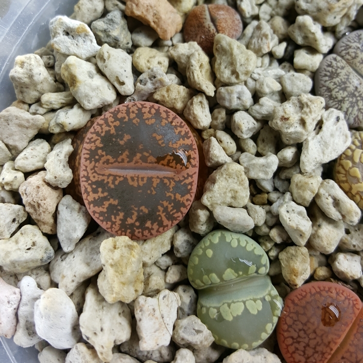 plant image 1070430