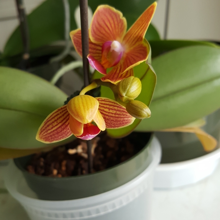 plant image 1070444 plant image 1070444
