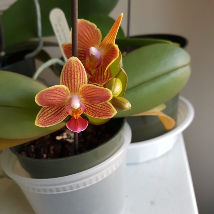 Plant image Phalaenopsis amabilis (Miniature)