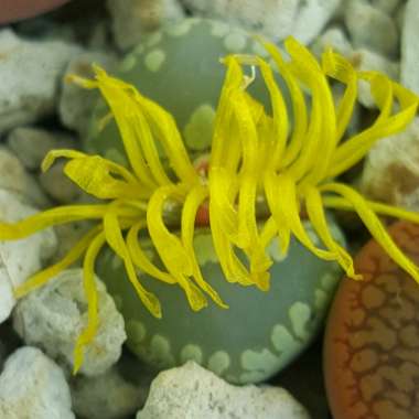 Lithops Otzeniana Brakfontein Farm SB2185