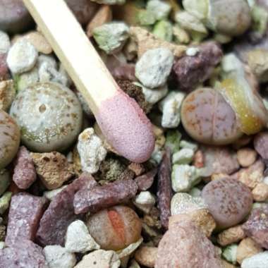 Lithops