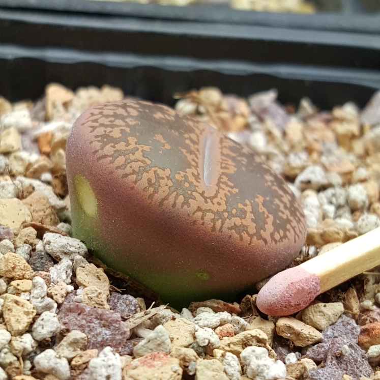 plant image 1121261