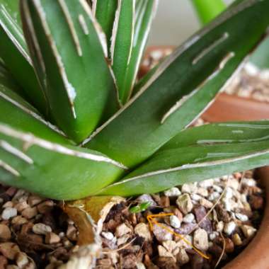 Agave 'victoriae-reginae'