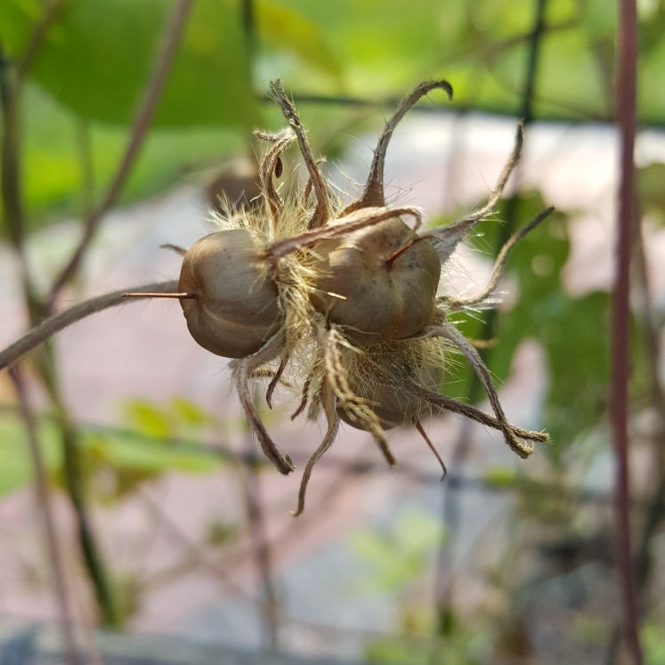 plant image 1164999 plant image 1164999