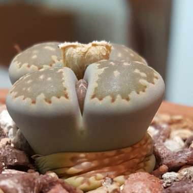 Lithops Salicola