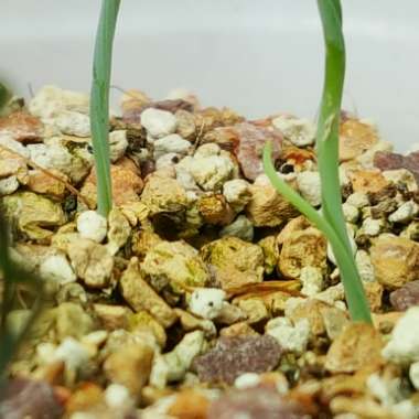 Ornithogalum concordianum syn. Albuca Concordiana
